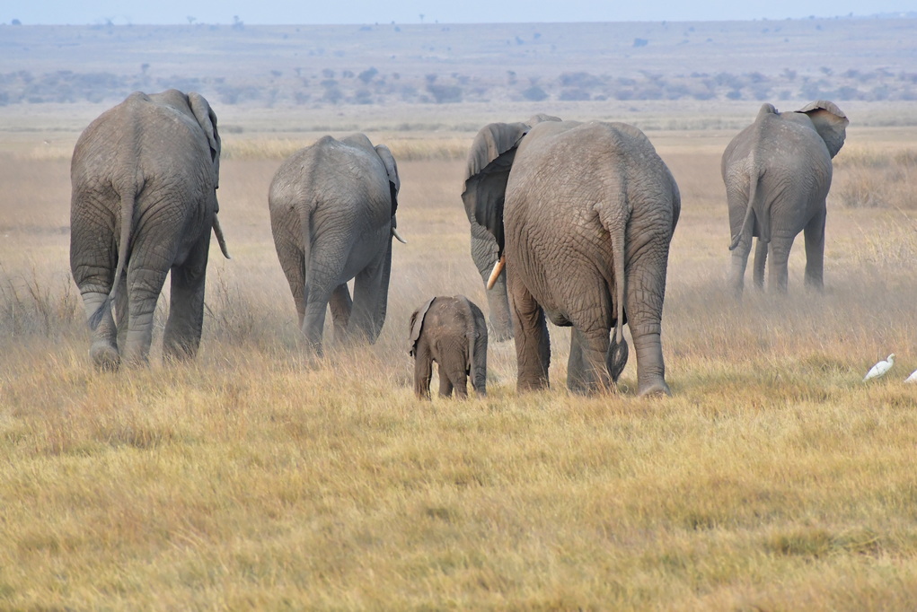 Amboseli Nat. Reserve